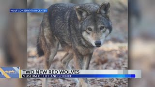 2 new Red Wolves arrived at Museum of Life and Science [upl. by Tnecnivleahcim]