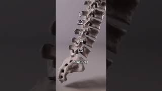 quotExploring the lumbar spine watch how each segment medicalstudent biochemical [upl. by Limhaj]