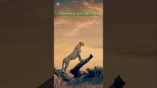 cheetah ki chilakhiyan jungle animals tiger wildlife deere wildcats treding [upl. by Eliam104]