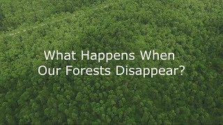 What Happens When Our Forests Disappear [upl. by Annoirb]