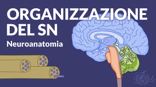 ANATOMIA MACROSCOPICA E FUNZIONALITA  Organizzazione generali del SN  Neuroanatomia [upl. by Aceber545]