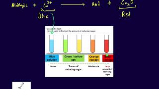 Benedict Solution Test [upl. by Ziul]