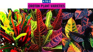 Croton Plant Varieties A to Z [upl. by Inavoig]