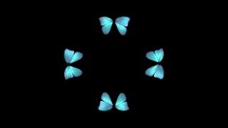 Butterfly Hologram Video HD [upl. by Annert]