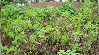 Sweetspire Itea virginica  Plant Identification [upl. by Burris]