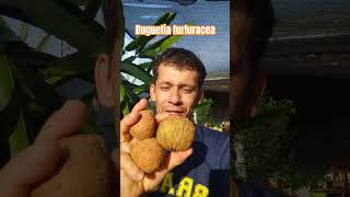 Duguetia furfuracea Du cerrado annonas frutifera arvorefrutifera viralvideo [upl. by Dugaid]