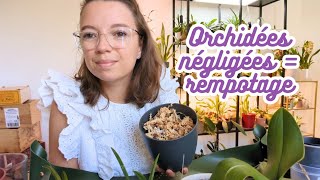 Session Rempotage amp Papotage  Orchidées Tolomnias et Phalaenopsis 🌸 [upl. by Parsons]