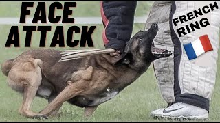 WHAT IS A FACE ATTACK JAW DROPPING BELGIAN MALINOIS PROTECTION FRENCH RING  ANDY KRUEGER [upl. by Sadirah]