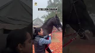 STALION SHAAN SIRED BY DILSHAN horse royalmarwarihorses marwarihorse allindiamarwarihorsesociety [upl. by Clarhe]