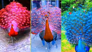 Peacock opening feathers，Most beautiful peacocks in the world，Peacock video [upl. by Efthim]