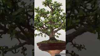 crassula bonsai trees short video [upl. by Assiluj]