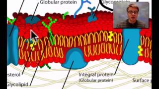 Structure of Cell Membrane [upl. by Don]