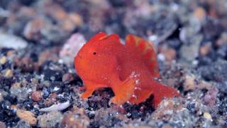 １cmほどの小さなカエルアンコウ。歩くだけでかわいい！ Walking of the very small frogfish [upl. by Iturhs]