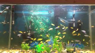 Feeding quotSea Monkeysquot to African Cichlids [upl. by Eneryc548]