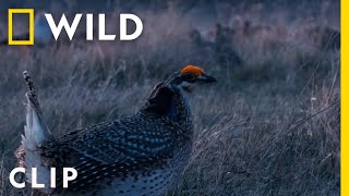 Sharptailed grouse have a dance battle in the Badlands  Americas National Parks [upl. by Jueta446]