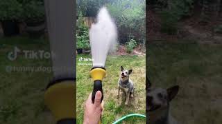 compilacion de videos de risa de perros 🤣🐶funny pet animals funnyanimals fyp foryou dog🤣🤣🤣 [upl. by Arah141]