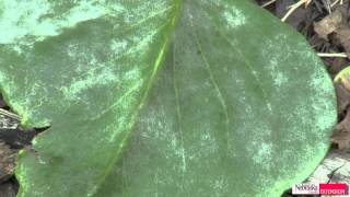 Powdery Mildew on Lilacs [upl. by Perlman571]