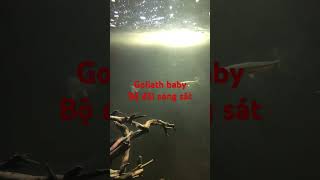 Goliath baby tigerfishcá hổ congo mini monster goliaths aquarium fishtank [upl. by Mercer359]