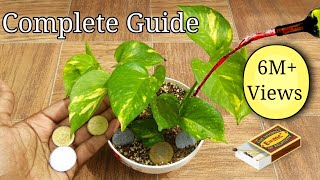 How grow Money plant  Complete guide [upl. by Nemaj]