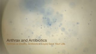 Anthrax and Antibiotics Anthrax is Deadly Antibiotics Could Save Your Life [upl. by Ashelman]