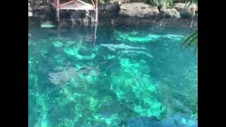 Delfines Parque Xcaret [upl. by Anerehs]