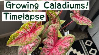 Growing Caladium From Bulbs  Timelapse DIY Planting Elephant Ears [upl. by Nyletak367]