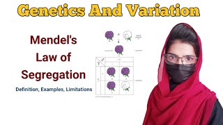 law of segregation  Monohybrid cross  genetics and variation lawofsegregation [upl. by Anelra]