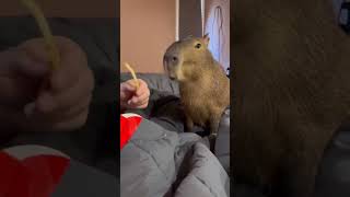 Bim bim cùng capybara [upl. by Eceinart]