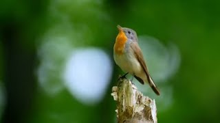 Relaxing videobirds chirping lets grow together ✨😍😍😘  Live via OneStream Live onestreamlive [upl. by Dlareme696]