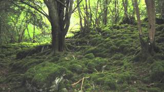 Science at FMNH  Early Land Plants [upl. by Russia]