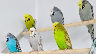 Daily Life of our Budgies 3 [upl. by Ailongam]