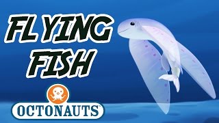 Octonauts  Flying Fish  Sea Missions with the Octonauts [upl. by Thorlie]