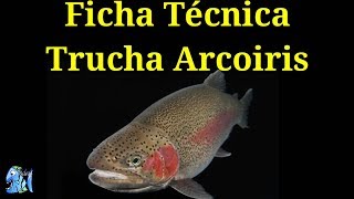 Ficha Técnica Trucha Arcoiris Oncorhynchus mykiss [upl. by Kcirdaed]