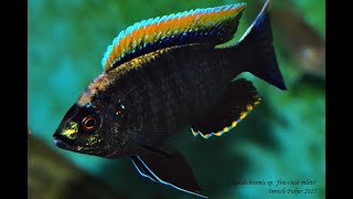 Copadichromis sp fire crest mloto [upl. by Tabshey]