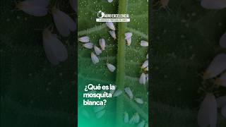 ¿Qué es la mosquita blanca 🤔🪰 moscablanca hortalizas Bemisiatabaci Trialeurodesvaporariorum [upl. by Casavant]