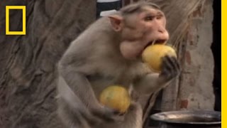 Monkey Thieves Raid Peoples Homes  National Geographic [upl. by Yboc]