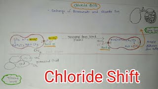 Chloride Shift in respiratory system chloride Shiftrespiration [upl. by Tteraj]