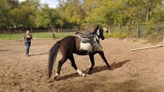 Beginner Lunging Lesson  Changing gaits directions and adding poles [upl. by Min491]