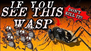 Interesting Facts About Evania Appendigaster  Evanidae Wasp  Parasitoid Wasp [upl. by Ahsikym]