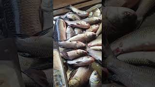 Big fishing market 🐬🐟🐠 fishcutting bigfishamazing super stutes kayapat market video [upl. by Eehc]