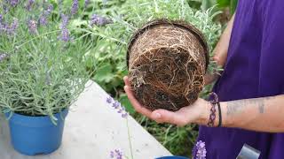 How to Plant Lavender Top Tips  Lavender World [upl. by Marna494]