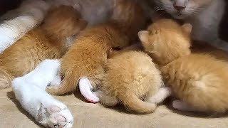 🔴 LIVE FEED 🔴 Watch these 5 newborn kittens grow up with their momma cat taking great care of them [upl. by Ninon]