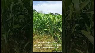 Sorgo Forrajero Perla Segundo Rebrote de 43 dias Excelente Producción [upl. by Halpern]