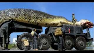 Amazing Giant Snake Found and Captured in The Red Sea 1 [upl. by Burris494]