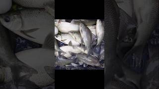 Fishing Video  Catching King Fish in the River fish fishing fishingvideo [upl. by Dinsdale]