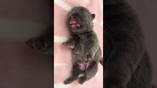 This baby bulldog melts hearts while sleeping ❤️️ shorts babydog [upl. by Englebert]