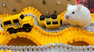 Hamster Escapes Room Maze OBSTACLE COURSE Prison Maze [upl. by Calabresi]