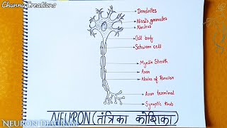 How to draw a neuron cell  Structure of a neuron diagram  neruon drawing step by step [upl. by Goeger]