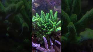 acropora coralreef corales mundomarino [upl. by Saref]