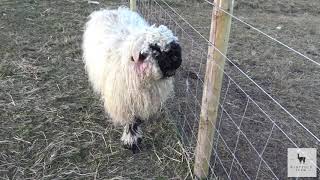 Valais Blacknose Sheep  Windfold Farm  006 [upl. by Marvella68]